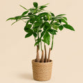 {{ product.title }} | Flora Cadeau