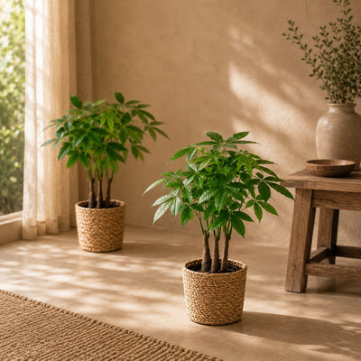 {{ product.title }} | Flora Cadeau