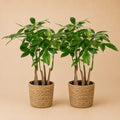 {{ product.title }} | Flora Cadeau