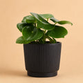 {{ product.title }} | Flora Cadeau