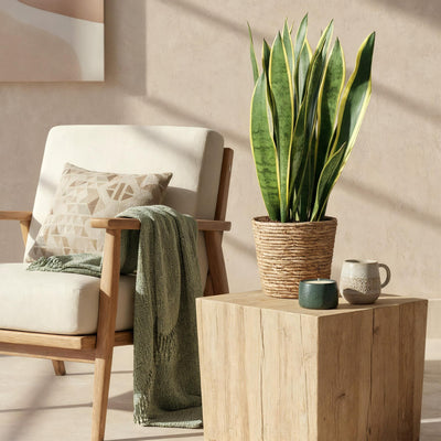 {{ product.title }} | Flora Cadeau