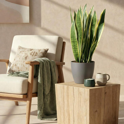 {{ product.title }} | Flora Cadeau