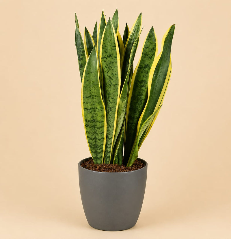 {{ product.title }} | Flora Cadeau