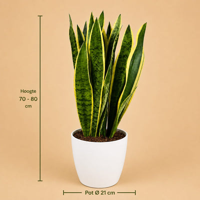 {{ product.title }} | Flora Cadeau