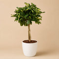 {{ product.title }} | Flora Cadeau