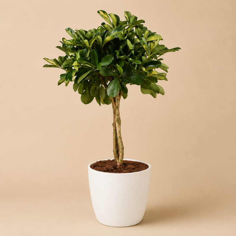 {{ product.title }} | Flora Cadeau