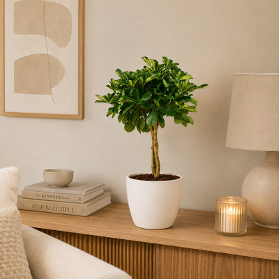 {{ product.title }} | Flora Cadeau