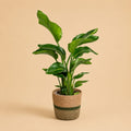 {{ product.title }} | Flora Cadeau