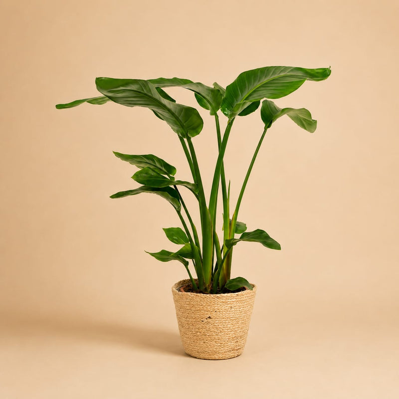 {{ product.title }} | Flora Cadeau