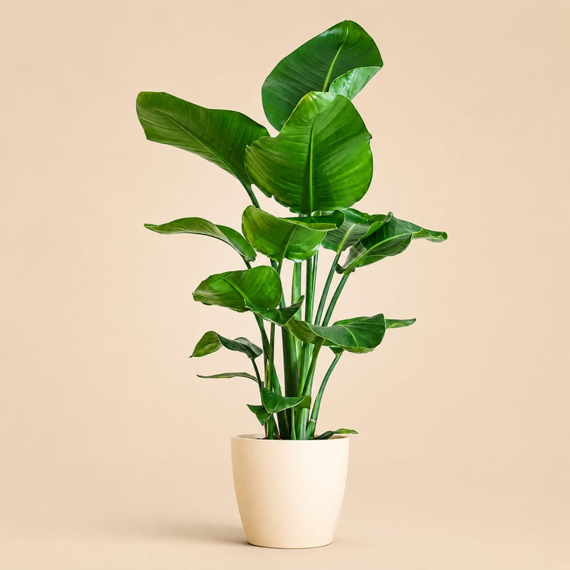 {{ product.title }} | Flora Cadeau