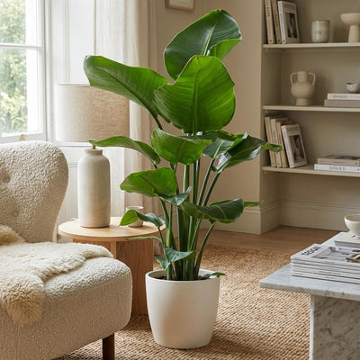 {{ product.title }} | Flora Cadeau