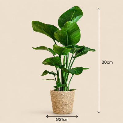 {{ product.title }} | Flora Cadeau