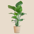 {{ product.title }} | Flora Cadeau