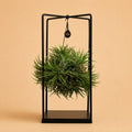 {{ product.title }} | Flora Cadeau
