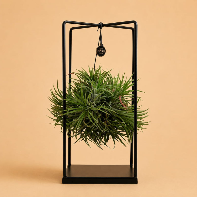 {{ product.title }} | Flora Cadeau