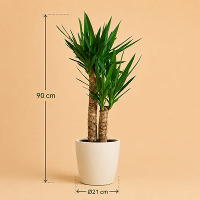 {{ product.title }} | Flora Cadeau
