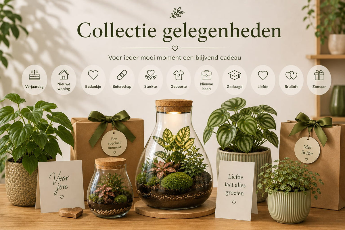 Alle gelegenheden - Flora cadeau