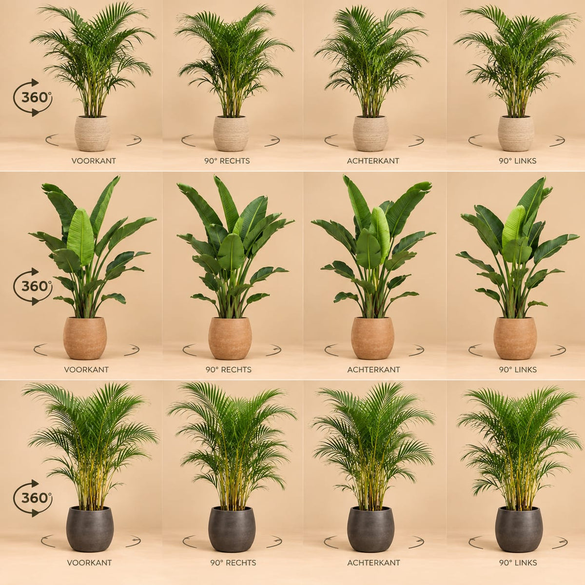 360°-aanzicht van de Combideal XXL met Kentia, Strelitzia Nicolai en Areca.