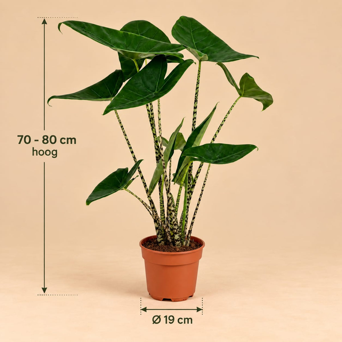 Afmetingen van de Alocasia Zebrina: circa 75 cm hoog, in een kweekpot van Ø19 cm.