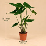 Afmetingen van de Alocasia Zebrina: circa 75 cm hoog, in een kweekpot van Ø19 cm.