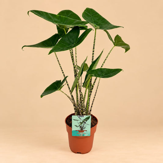 Alocasia Zebrina (Olifantsoor) met grote groene bladeren en gestreepte stelen, circa 75 cm hoog.