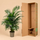 Areca palm in kweekpot naast een open plantenverzenddoos