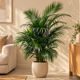 Areca palm in witte geribbelde sierpot naast een fauteuil