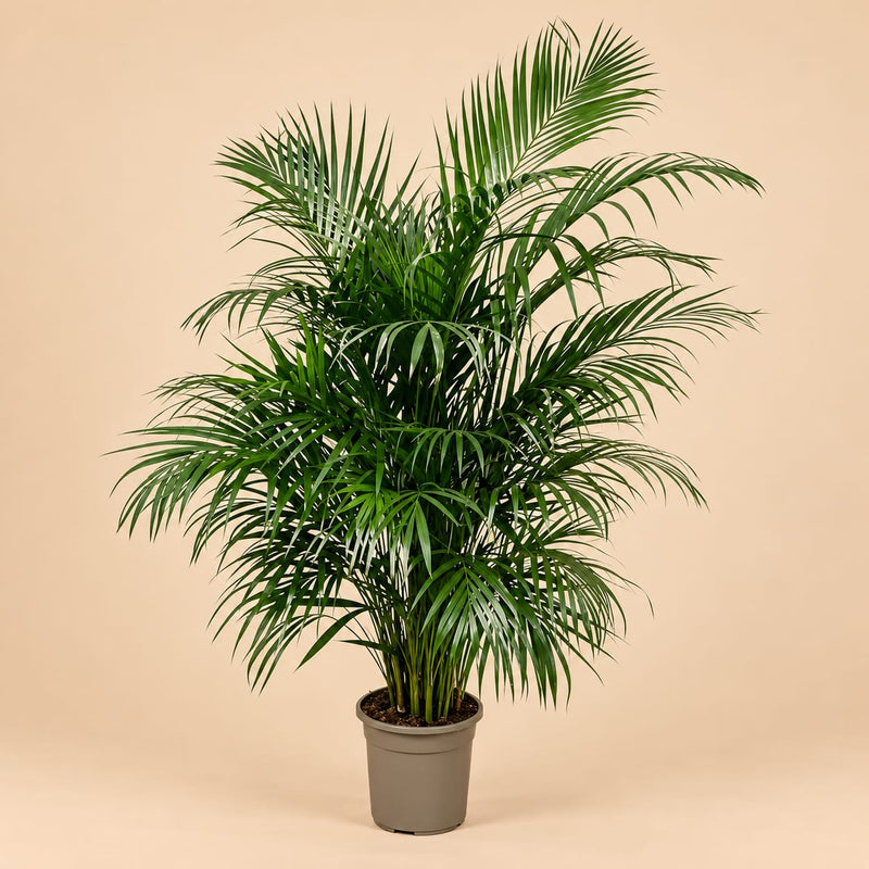 Areca palm met volle, geveerde groene bladeren in kweekpot