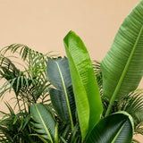 Close-up van de groene bladeren van de Kentia, Strelitzia Nicolai en Areca uit de Combideal XXL.