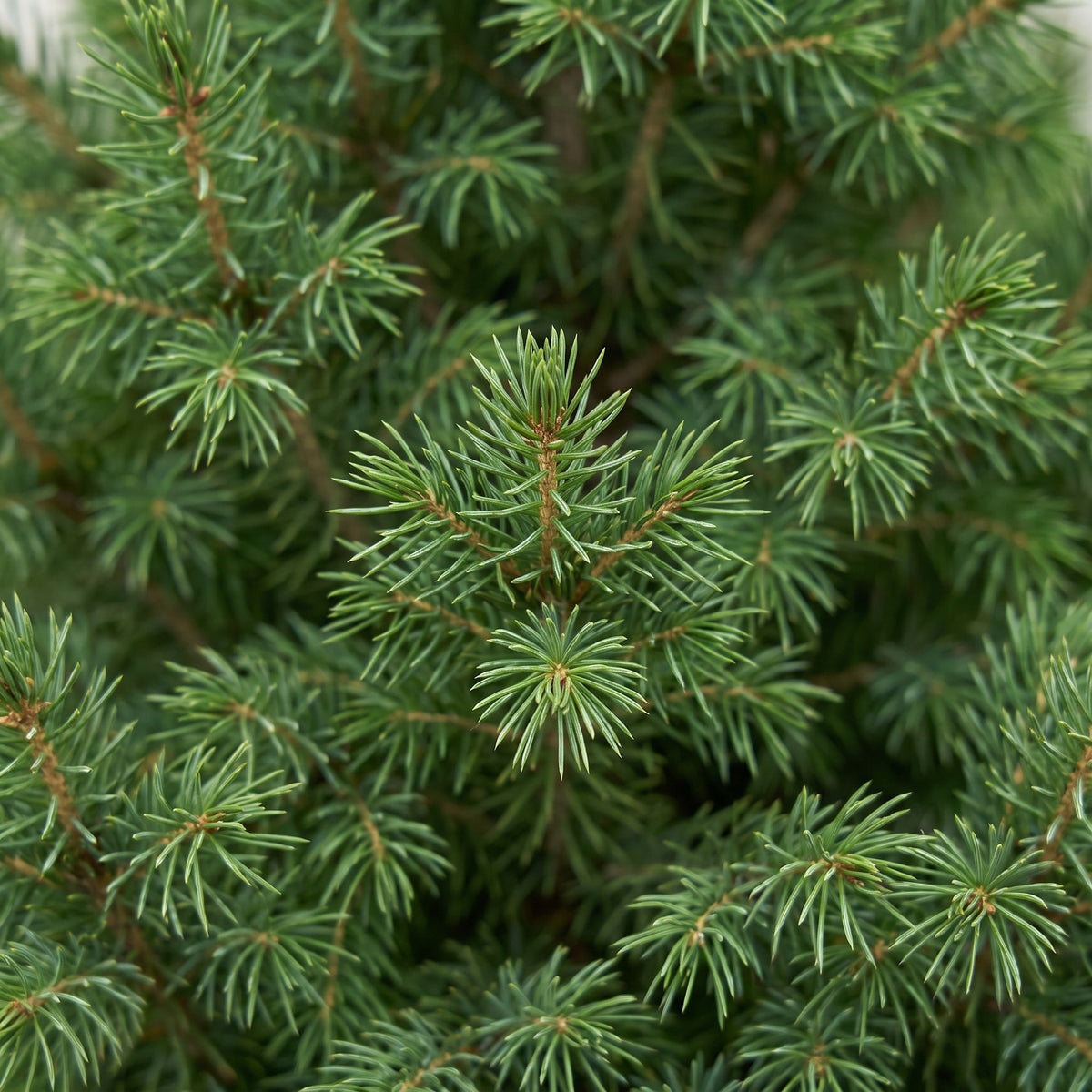 Close-up van de groene naalden en jonge takpunten van de Picea glauca Conica.