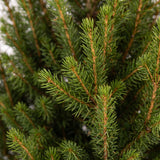 Close-up van de groene naalden en takken van de Picea glauca Conica.