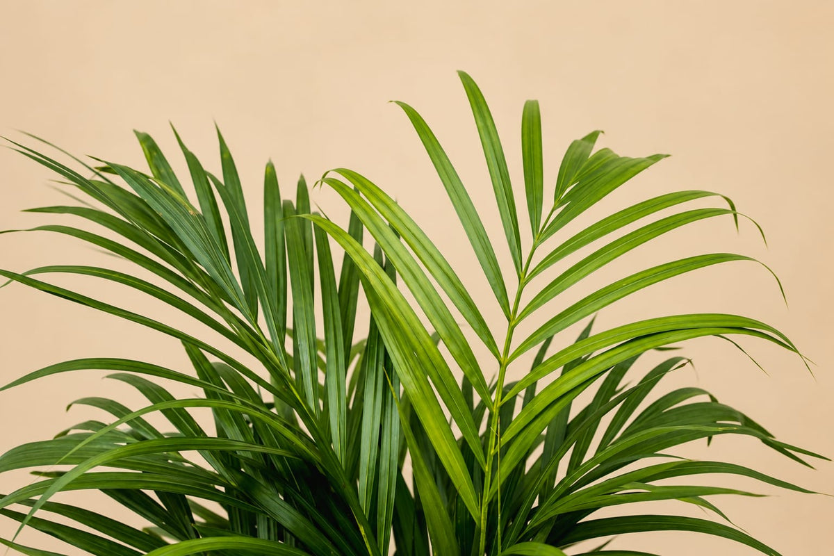 Close-up van de smalle groene bladeren van de Areca palm