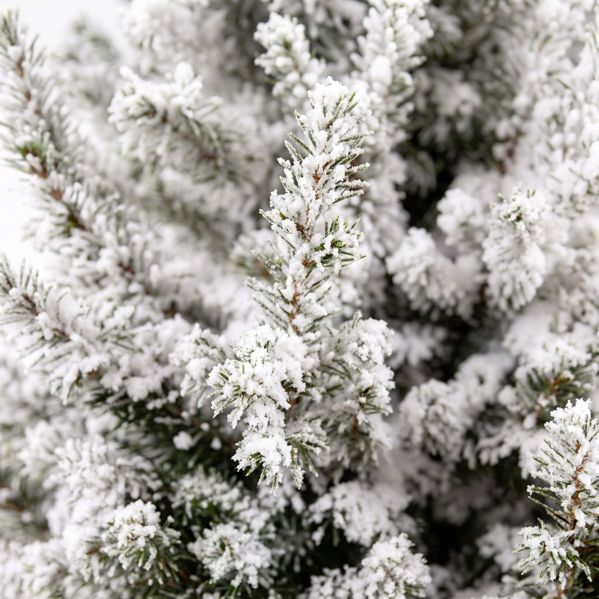 Close-up van de takken en naalden van de Picea glauca Conica bedekt met witte kunstsneeuw.