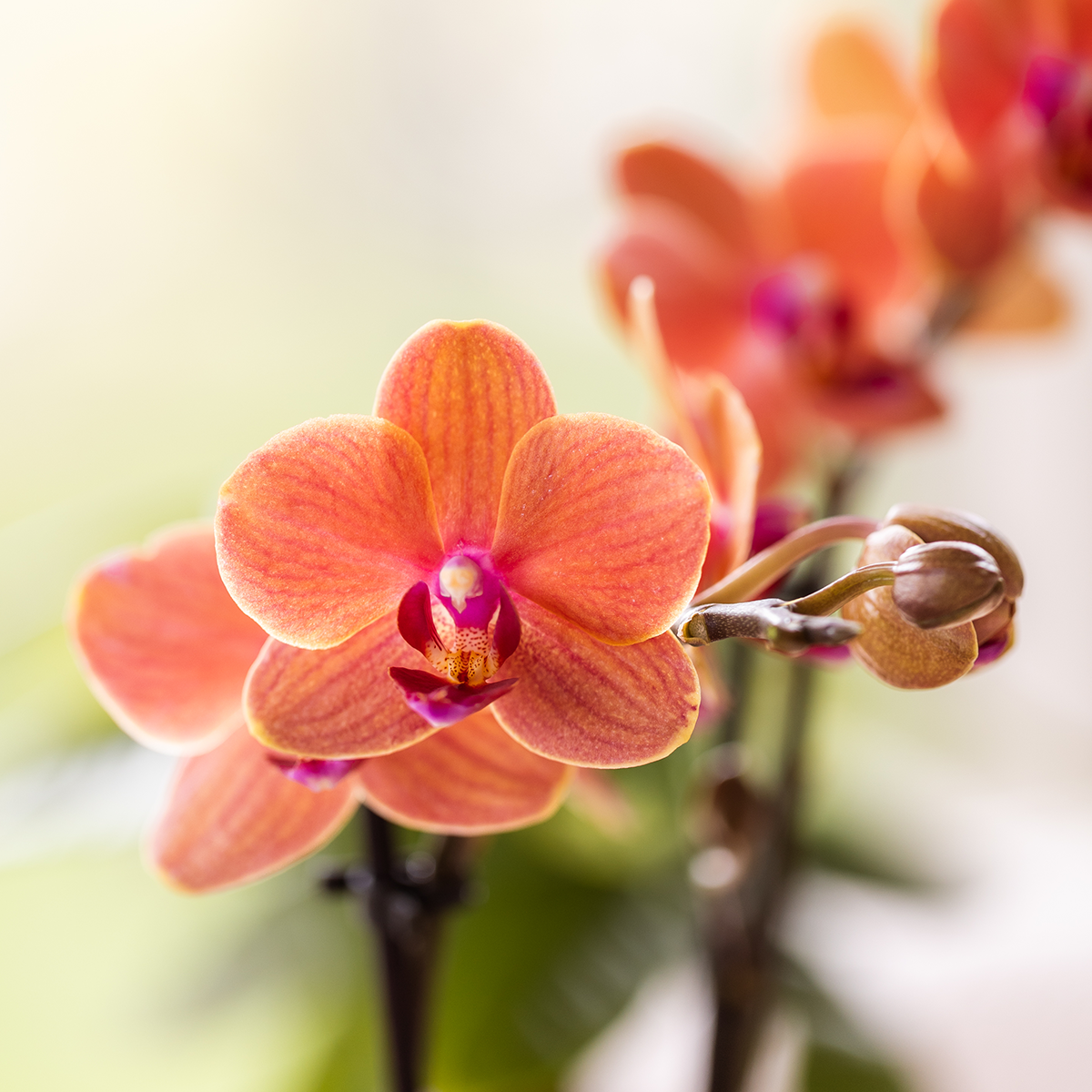 Close-up van een oranje Bolzano orchideebloem met roze-paars hart en ongeopende bloemknoppen.

