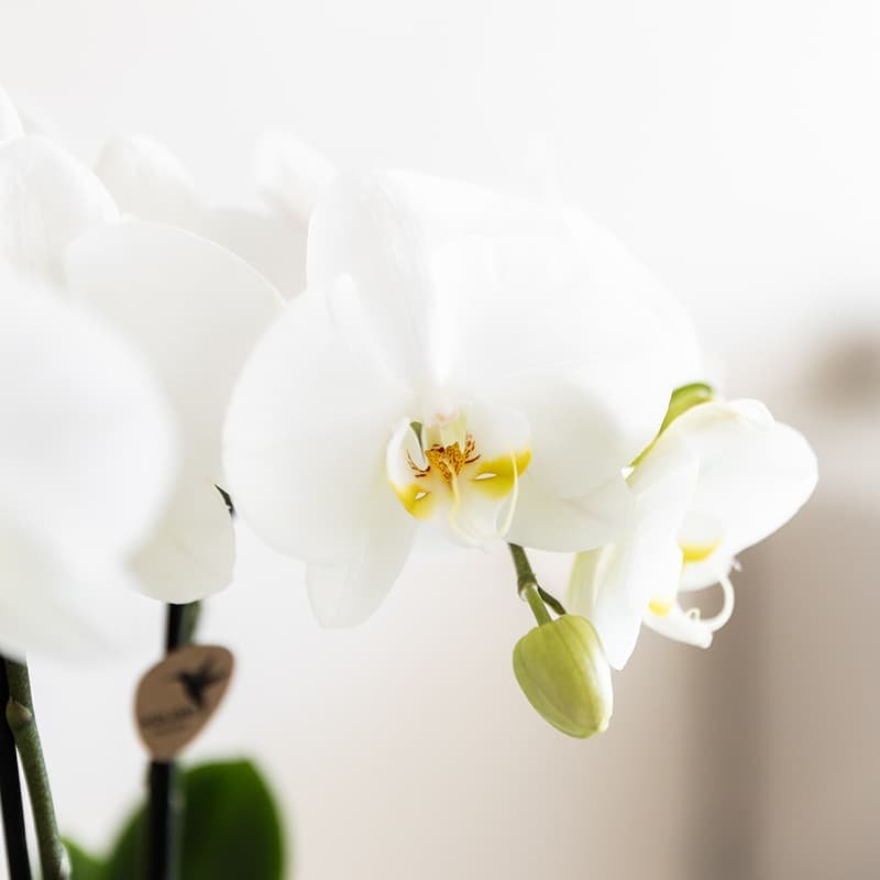 Close-up van witte Amabilis orchideebloemen met een geel hart en een groene bloemknop.