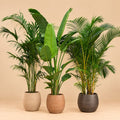 Combideal XXL met Kentia, Strelitzia Nicolai en Areca, drie grote groene kamerplanten.
