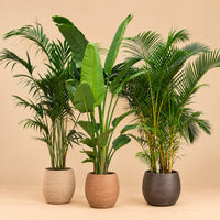 Verpakking — Combideal XXL - Kentia 200 cm, Strelitzia Nicolai 225 cm, Areca 200 cm