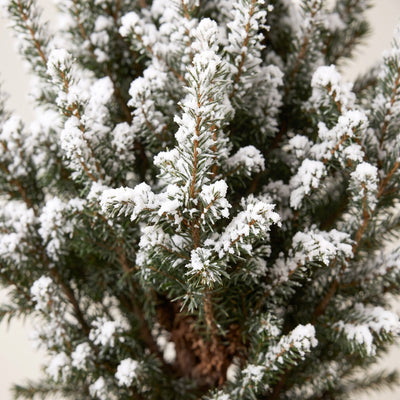 Detail van de groene naalden en takken van Picea glauca Conica met witte kunstsneeuw.