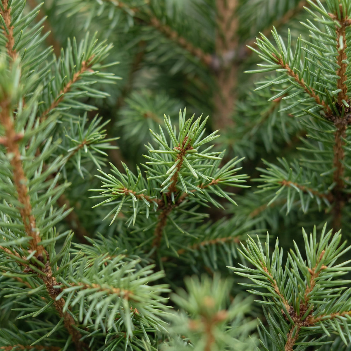 Detail van de groene naalden en takken van kerstboom Picea glauca Conica.⠋