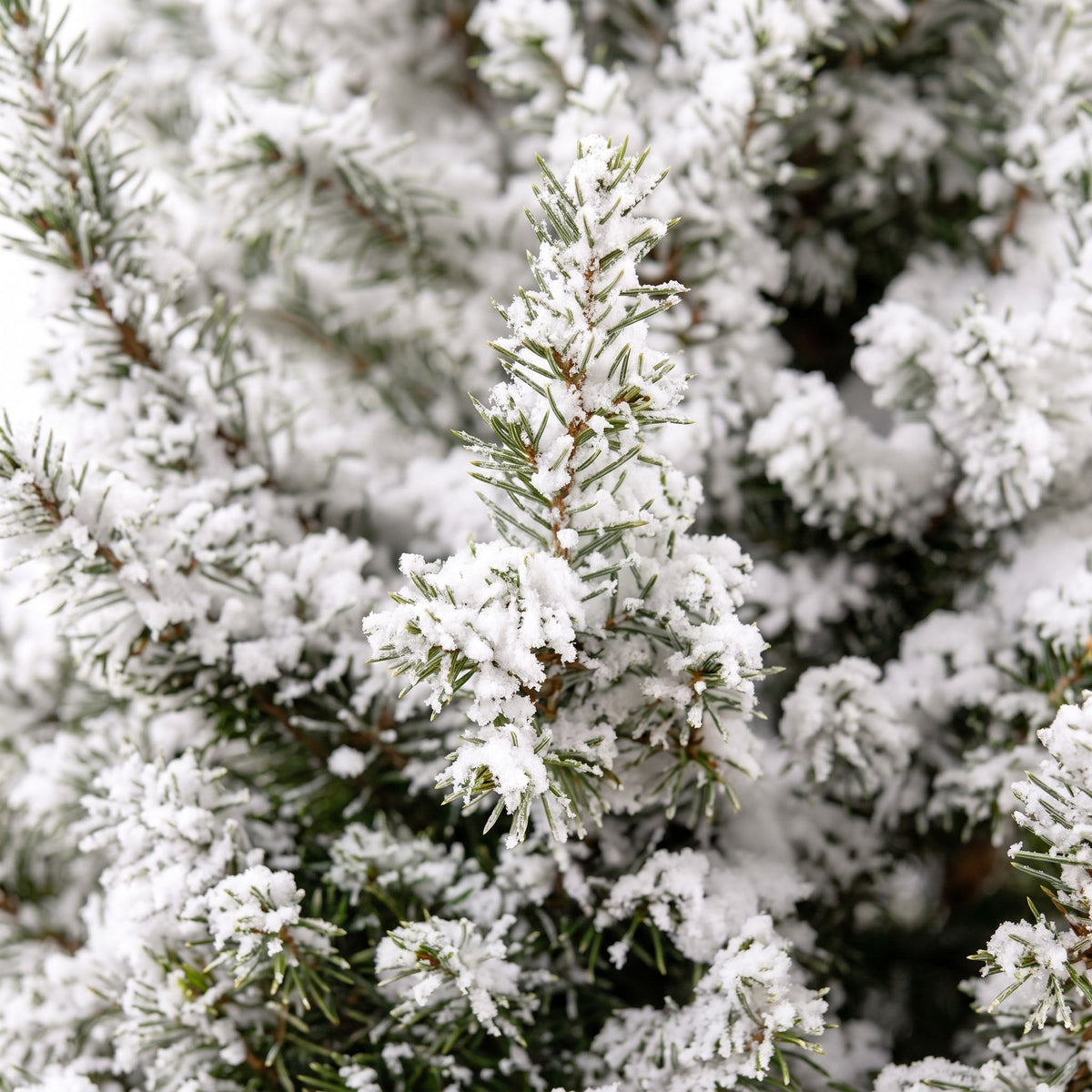 Detail van de groene naalden van kerstboom Picea glauca Conica met witte kunstsneeuw.