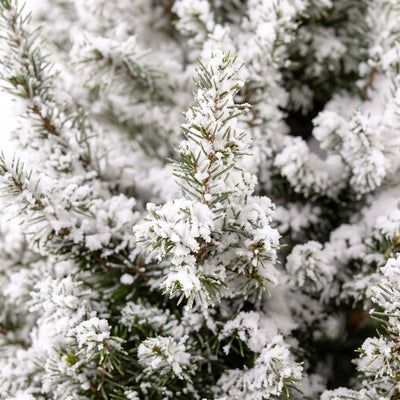 Detail van de groene naalden van kerstboom Picea glauca Conica met witte kunstsneeuw.