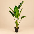 Grote Strelitzia Augusta kamerplant van 180 cm met groene bladeren