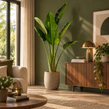 Grote Strelitzia Augusta kamerplant van 180 cm met groene bladeren