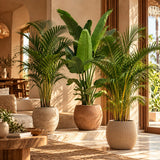 Kentia, Strelitzia Nicolai en Areca als groene combideal in een interieur.