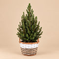 Kleine kerstboom Picea glauca Conica in een gevlochten mand met witte rand.