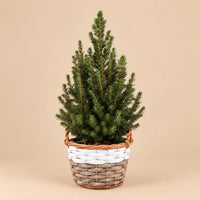 Verpakking — Kerstboom Picea glauca Conica in mand - 65 cm - Ø17