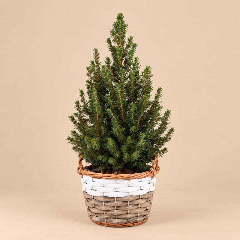 Kleine kerstboom Picea glauca Conica in een gevlochten mand met witte rand.