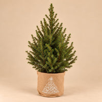 Verpakking — Kerstboom Picea glauca Conica in jute zak - 65 cm - Ø17