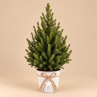 Verpakking — Kerstboom Picea glauca Conica in zinken pot - 65 cm - Ø17