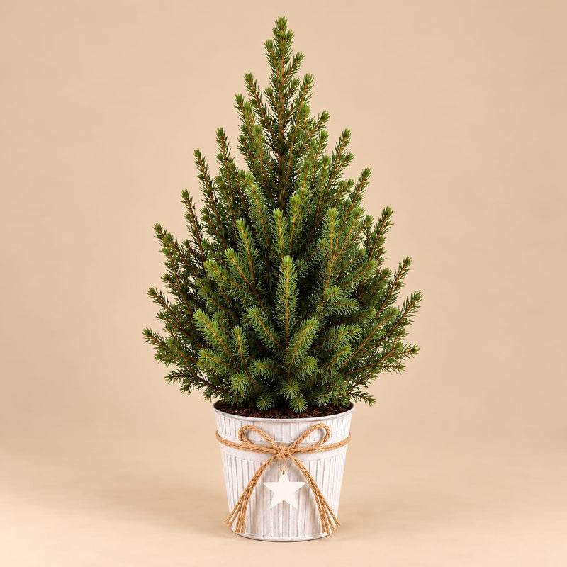 Kleine kerstboom Picea glauca Conica in een witte zinken pot met jute strik en ster tegen een beige achtergrond.